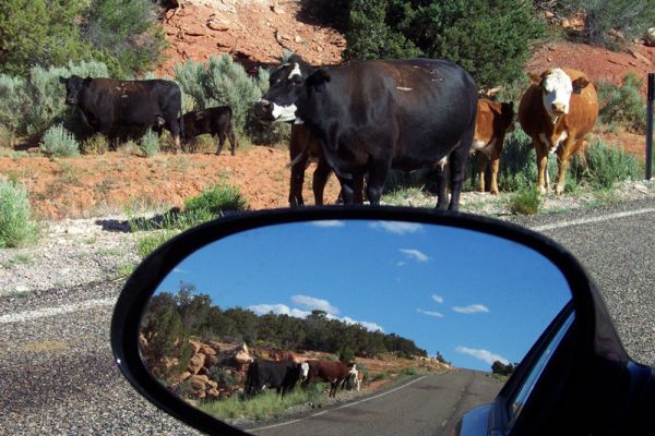 Open Range
aufgenommen irgendwo zwischen dem Natural Bridge Monument und dem Gooseneck State Park!

Schlüsselwörter: Fotowettbewerb