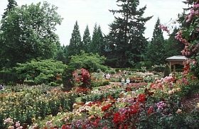 Test Rose Garden
