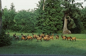 Roosevelt Elks bei La Push
