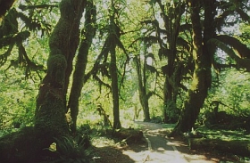 Bäume mit Moos im Hoh Rain Forest
