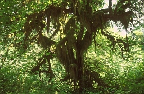 Baum mit Moos im Hoh Rain Forest
