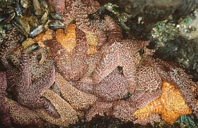 Seesternhaufen
