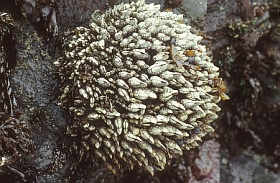 Muschelkugel
