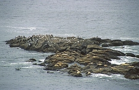 Insel mit Seelöwen
