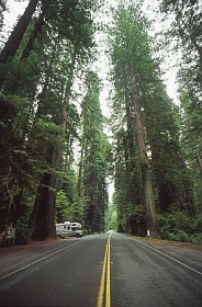 Küsten Redwoods
