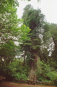 Big Tree
