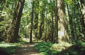Trail
