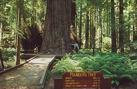 Founders Tree
