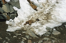 Murmeltier platt im Schnee
