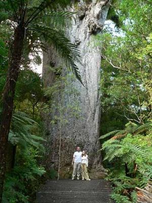 Danilo_Kauri_Tree_named_Yakas_480.jpg
