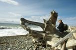 Treibholz am Strand