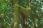 Baum mit Moos im Hoh Rain Forest