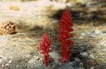 rote snow plants