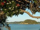 Danilo_Pohutukawa_Tree_in_Paihia_640.jpg