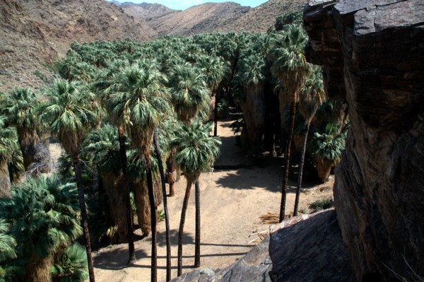 09_palm_canyon.jpg