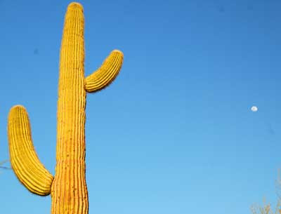 Saguaro
