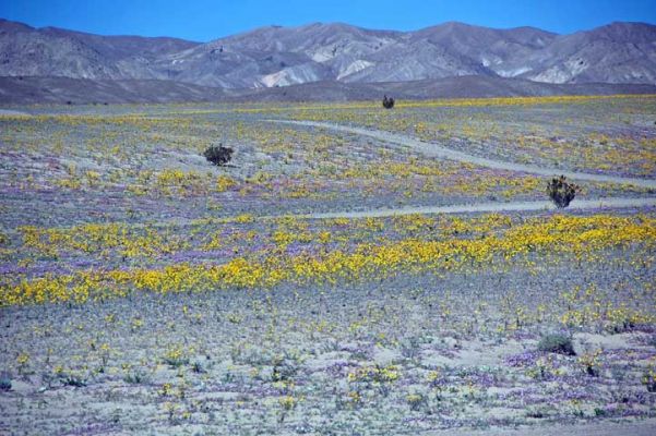 Dumont Dunes

