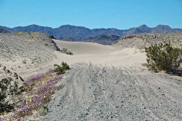 Dumont Dunes
