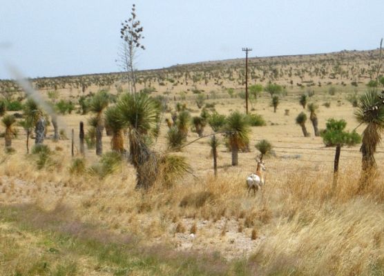 Antilope
