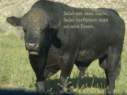 Salat ist man nicht
