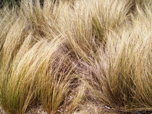 Texas-Gras
