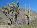 Saguaros und Joshua Tree