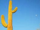 Saguaro