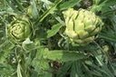Artichok~0.jpg