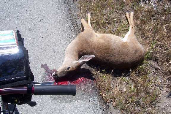 Oh_Deer.jpg