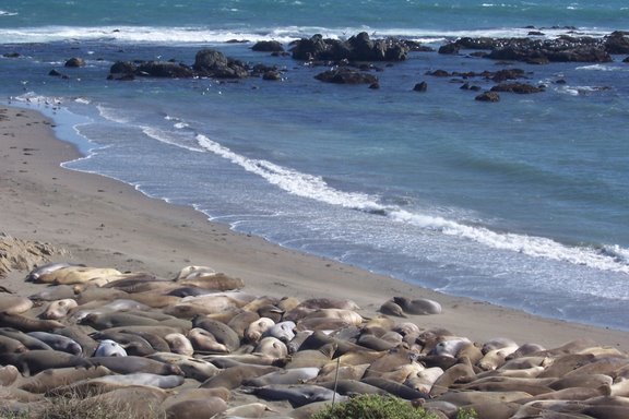 Sea_Lions.jpg