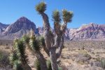 Red_Rock_Canyon8.JPG