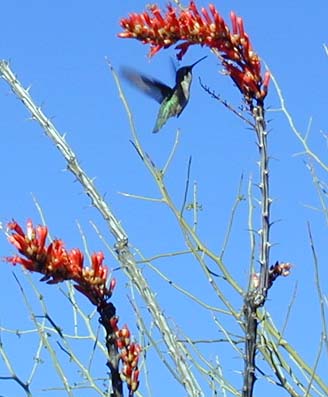 Kolibri im Organ Pipe NM
