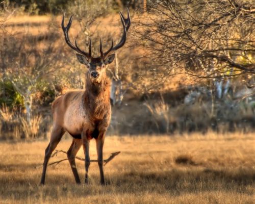 Red Deer Buck in Southwest Texas
