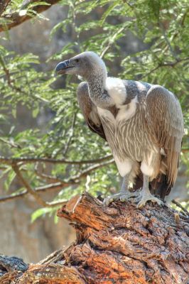 White-backed Vulture
