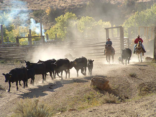 Dryhead Ranch 02
Drive aus dem Dryhead Canyon
Schlüsselwörter: Ranchurlaub, Ranch, USA, Montana, Dryhead, Schively