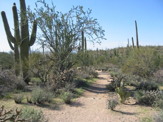 Saguaro NP
