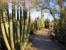 Desert Botanical Garden, Phoenix