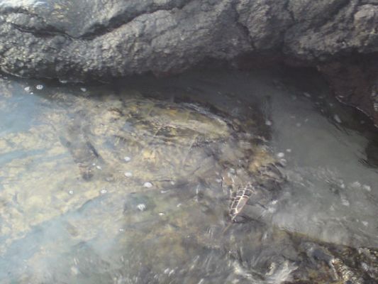Anaeho'omalu Bay oder "A-Beach"

