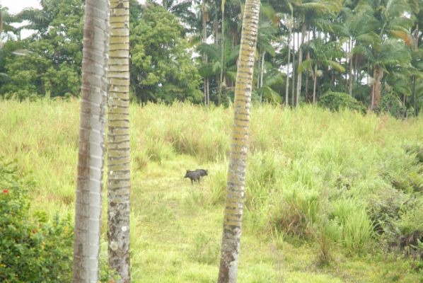 Malia Bree in Onomea Vacation Rental Haus
