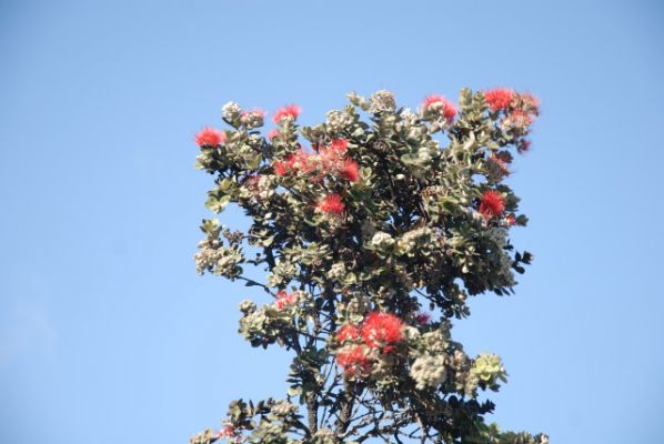 Hawaii Volcanoes National Park
