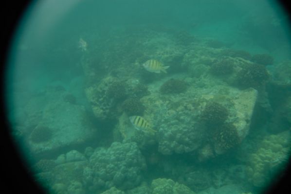 Honaunau Bay
