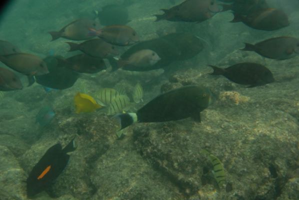 Kahalu’u Beach Park
