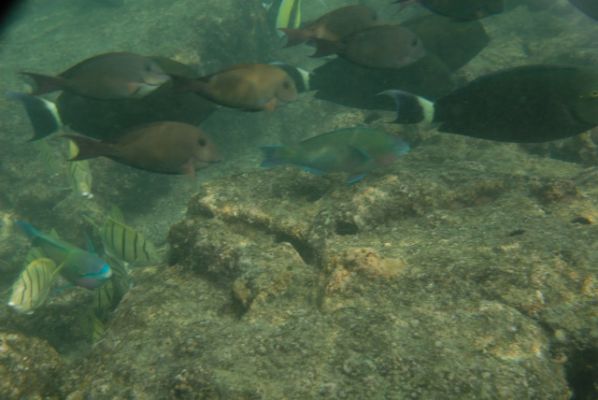Kahalu’u Beach Park
