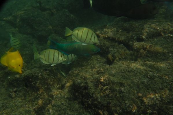 Kahalu’u Beach Park
