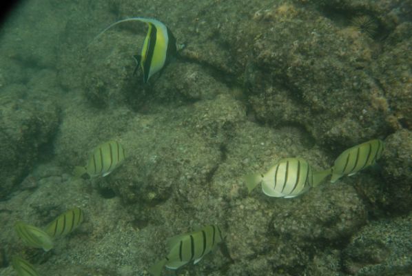 Kahalu’u Beach Park
