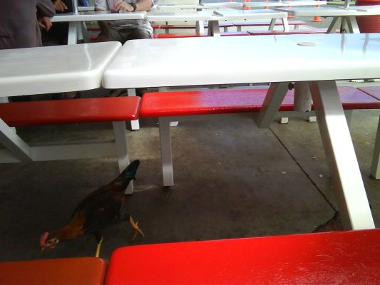 Lihu'e Costco

