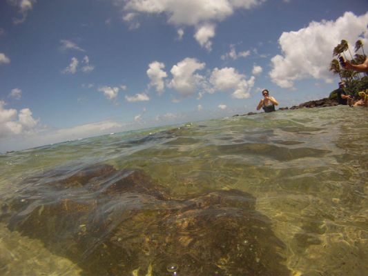 Laniakea Beach
