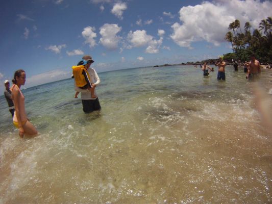 Laniakea Beach
