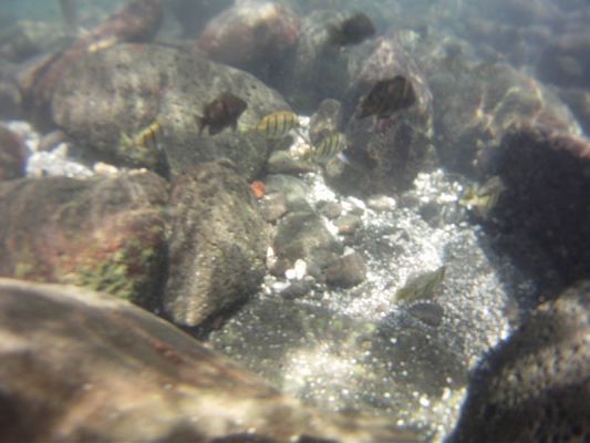 Ahalanui Beach Park
