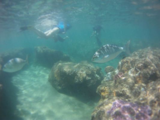 Kapoho Tide Pools
